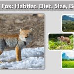 Tibetan Fox: Habitat, Diet, Size, Behavior and Lifespan