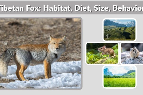 Tibetan Fox: Habitat, Diet, Size, Behavior and Lifespan