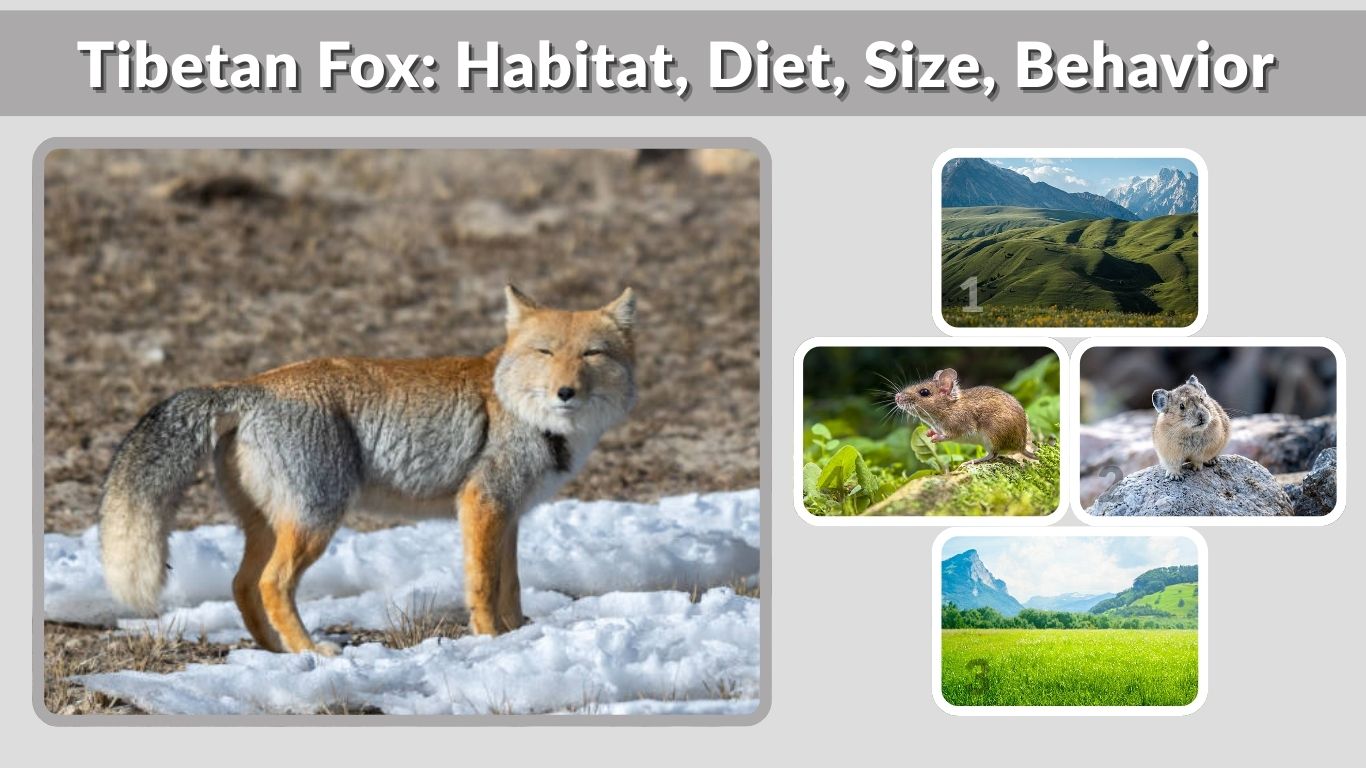 Tibetan Fox: Habitat, Diet, Size, Behavior and Lifespan