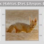 Cape Fox: Habitat, Diet, Lifespan, Behavior & Facts