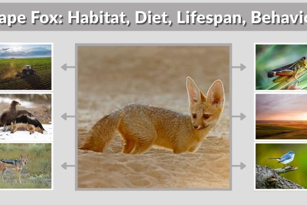 Cape Fox: Habitat, Diet, Lifespan, Behavior & Facts