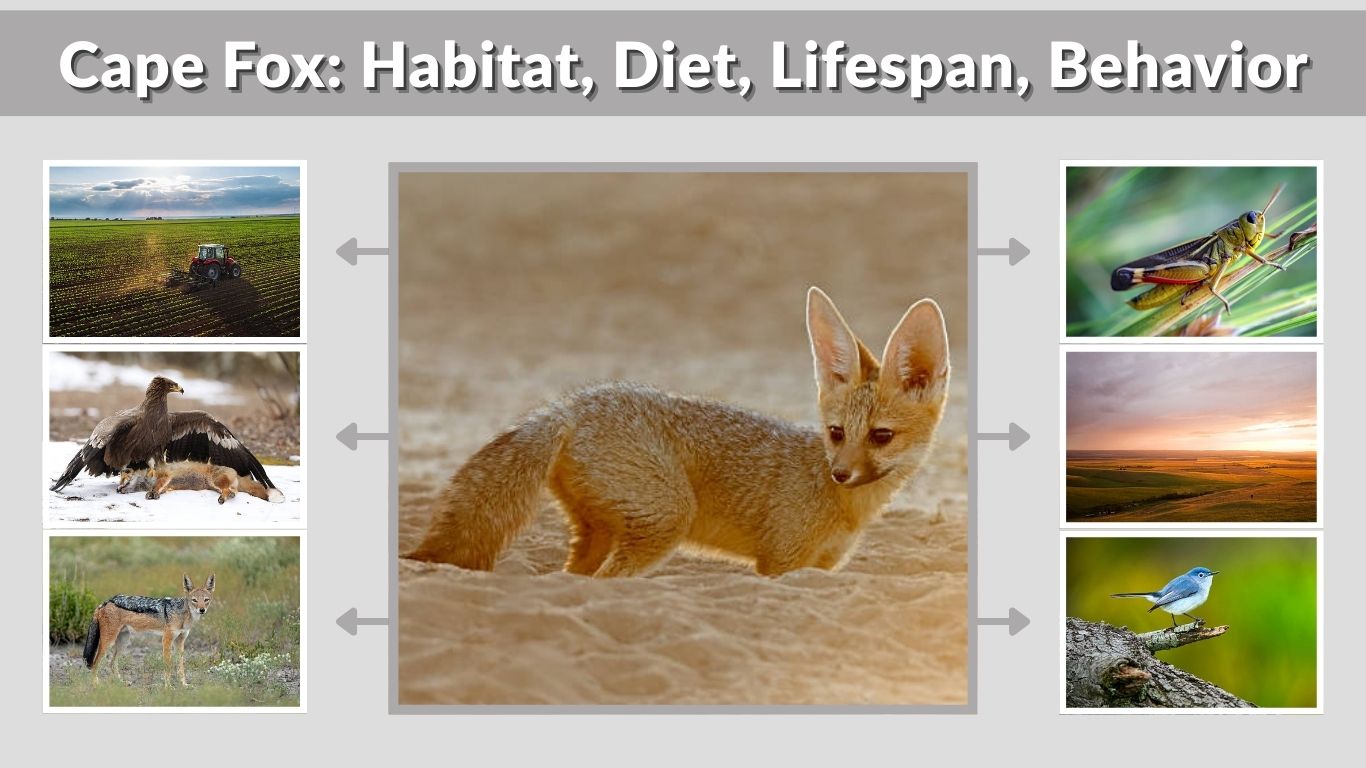 Cape Fox: Habitat, Diet, Lifespan, Behavior & Facts