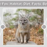 Corsac Fox: Habitat, Diet, Facts, Behavior & Adaptations