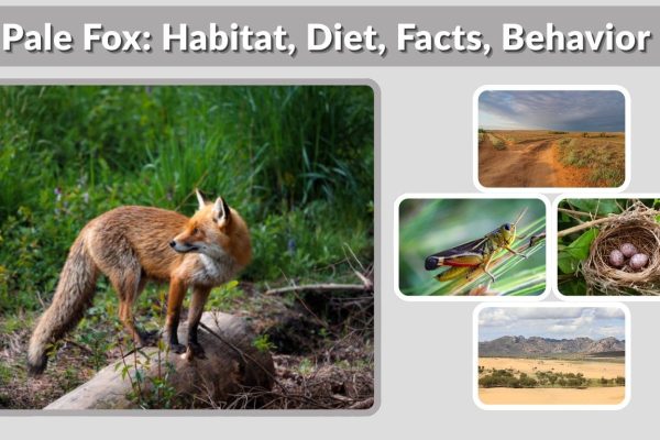Pale Fox: Habitat, Diet, Facts, Behavior & Lifespan