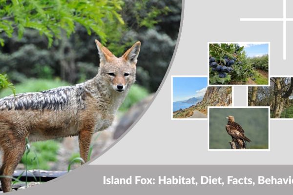Island Fox: Habitat, Diet, Facts, Behavior & Lifespan