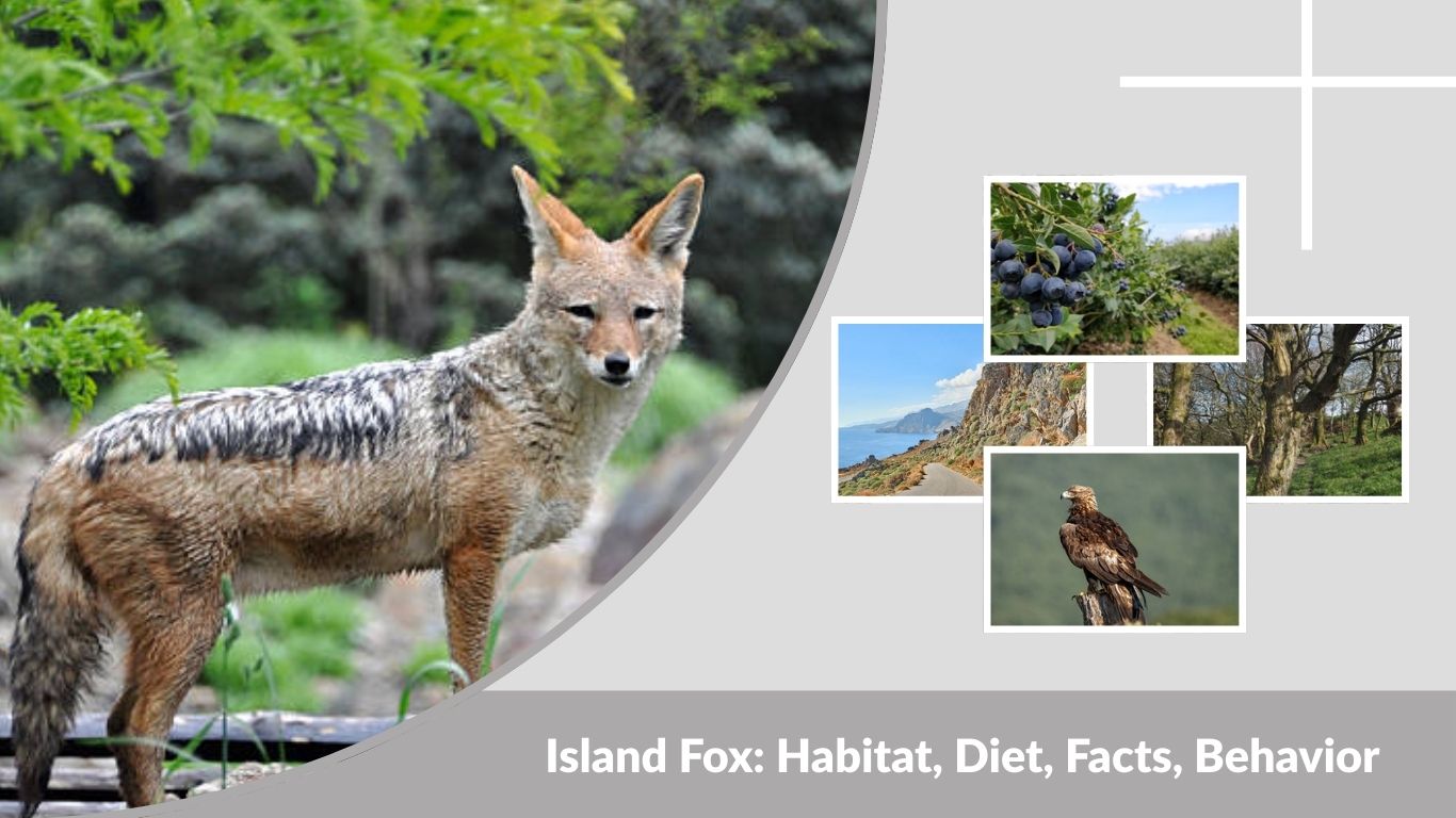 Island Fox: Habitat, Diet, Facts, Behavior & Lifespan