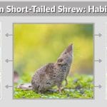 Northern Short-Tailed Shrew: Habitat, Diet, Behavior & Unique Facts
