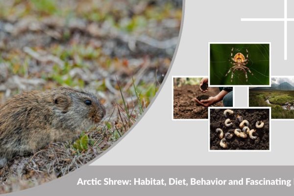Arctic Shrew: Habitat, Diet, Behavior and Fascinating Facts
