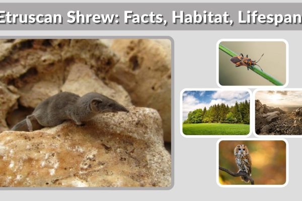 Etruscan Shrew: Facts, Habitat, Lifespan, and Unique Characteristics