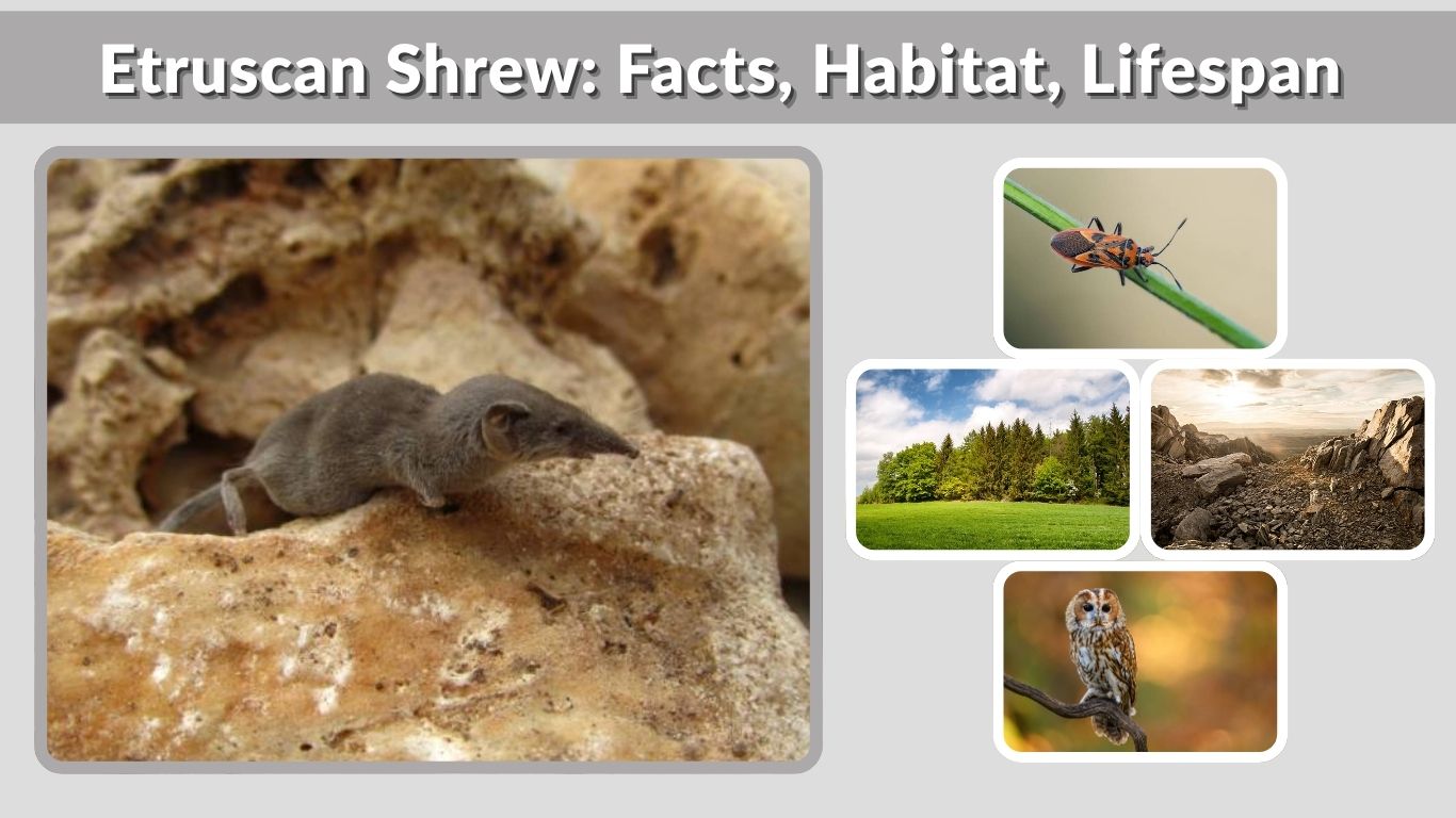 Etruscan Shrew: Facts, Habitat, Lifespan, and Unique Characteristics