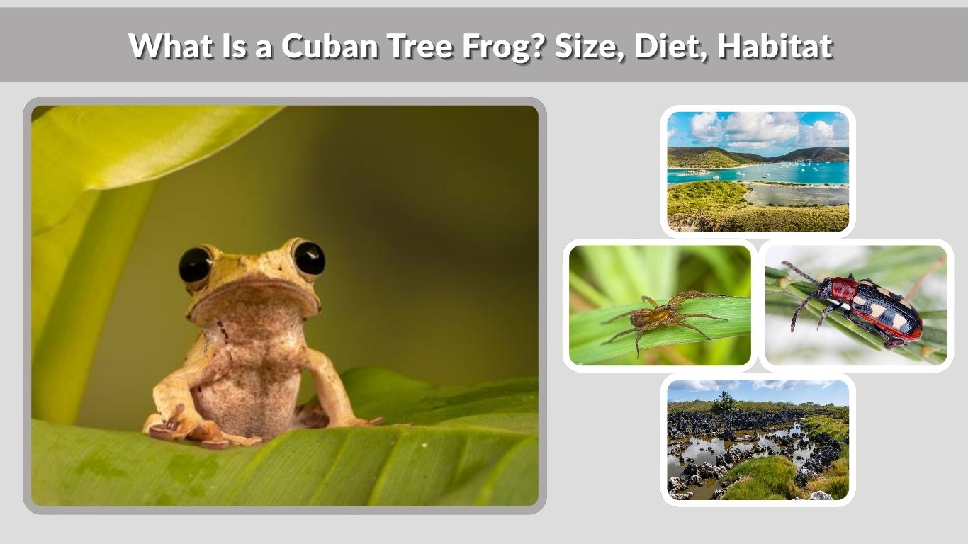 What Is a Cuban Tree Frog? Size, Diet, Habitat & Control Guide