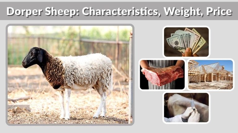 Dorper Sheep: Characteristics, Weight, Price and Farming Guide