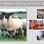 Hampshire Sheep: Characteristics, Size, Facts & Farming Guide