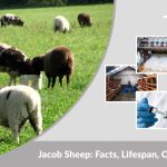 Jacob Sheep: Facts, Lifespan, Characteristics & Complete Breed Guide