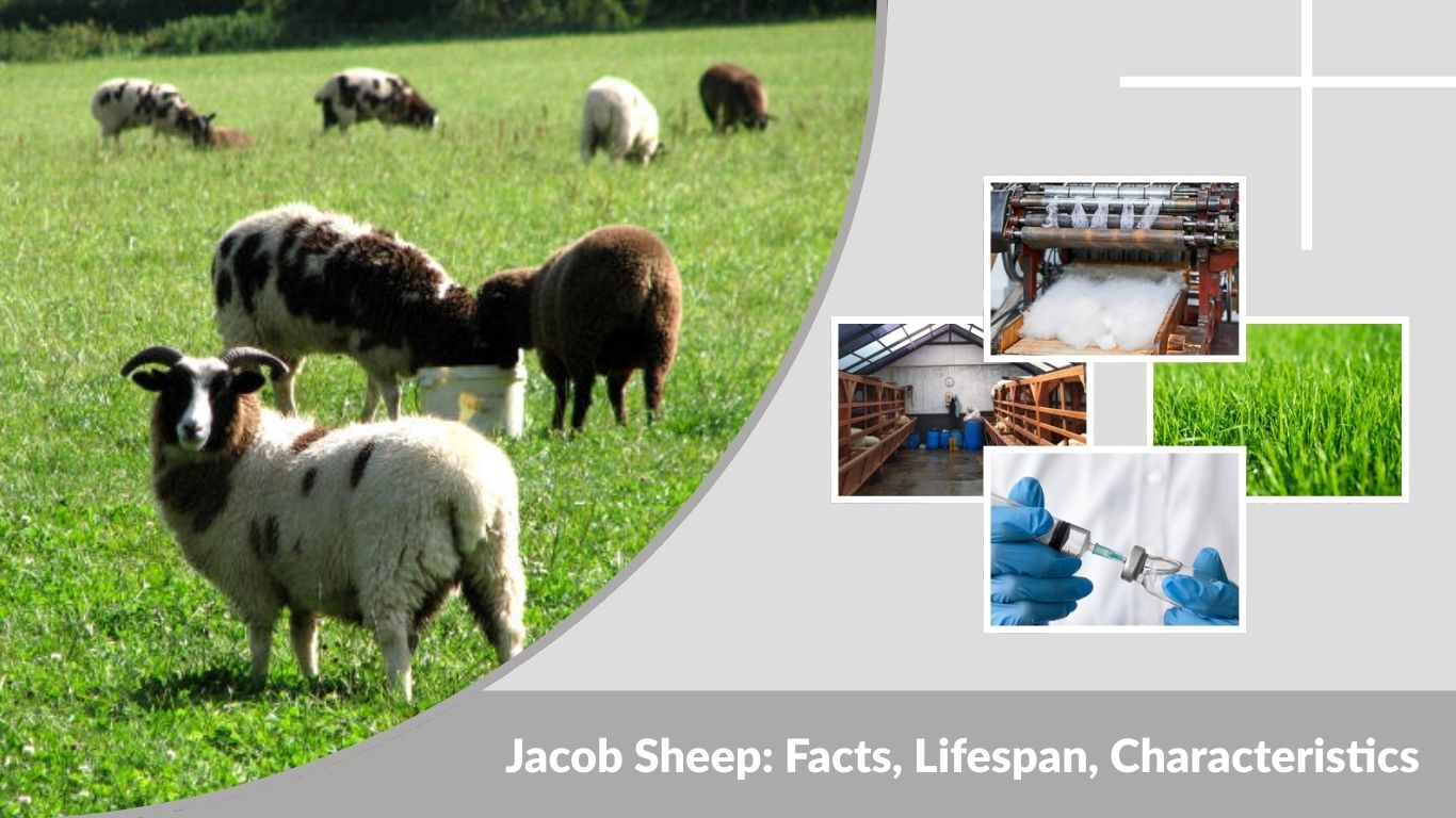 Jacob Sheep: Facts, Lifespan, Characteristics & Complete Breed Guide