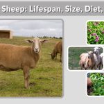 Katahdin Sheep: Lifespan, Size, Diet, Breeding Cycle & Facts