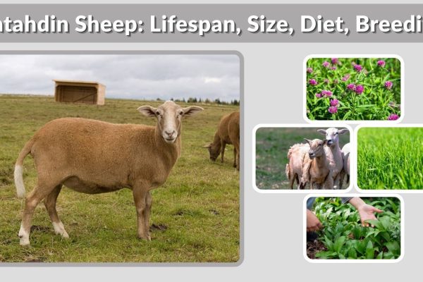 Katahdin Sheep: Lifespan, Size, Diet, Breeding Cycle & Facts