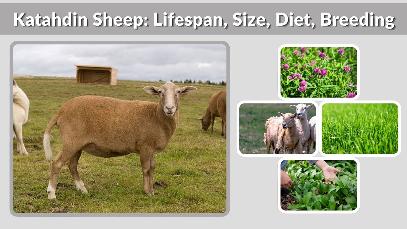Katahdin Sheep: Lifespan, Size, Diet, Breeding Cycle & Facts