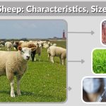 Texel Sheep: Characteristics, Size, Facts & Complete Breed Guide