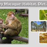 Barbary Macaque: Habitat, Diet, Facts & Unique Characteristics