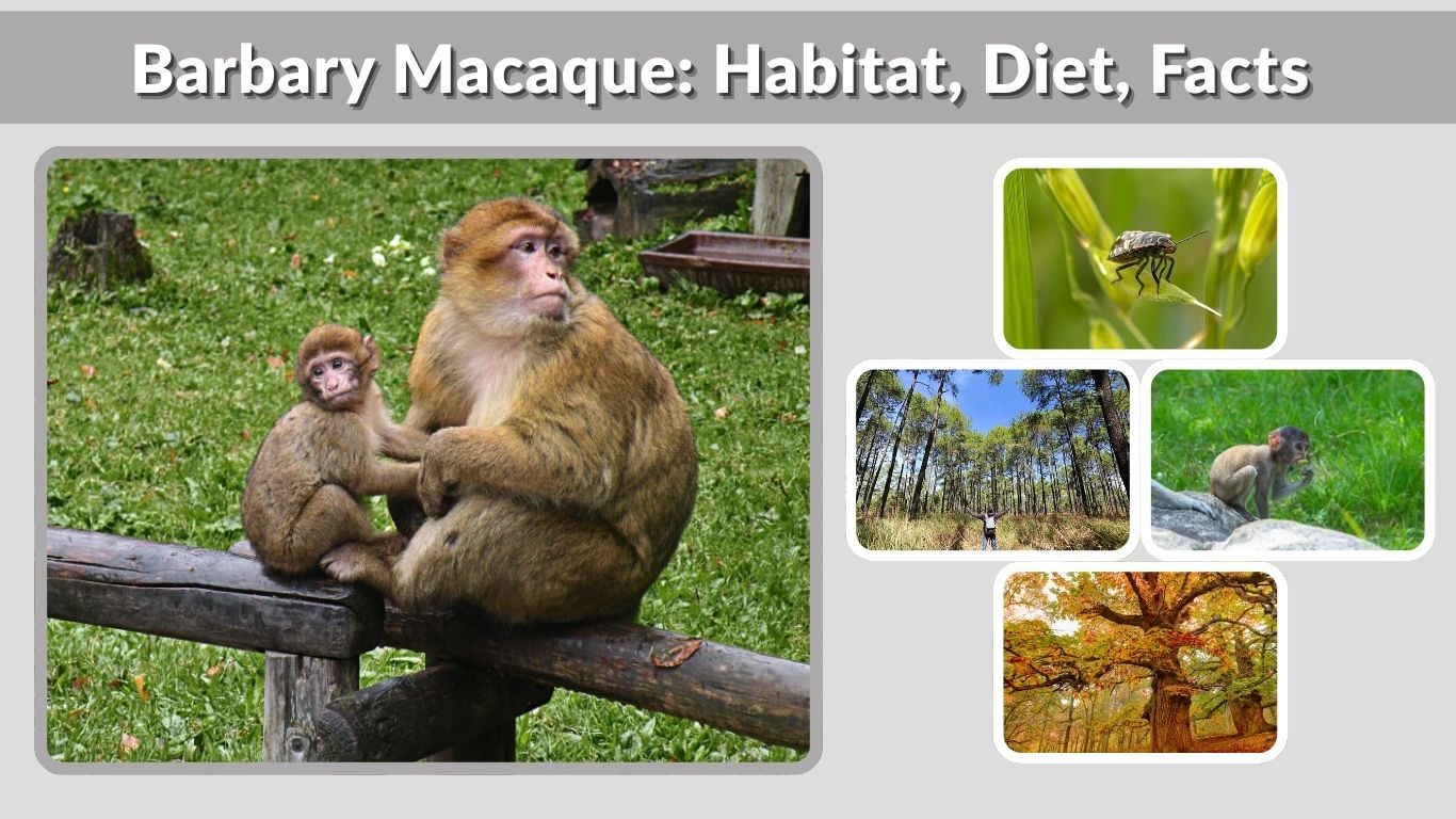 Barbary Macaque: Habitat, Diet, Facts & Unique Characteristics