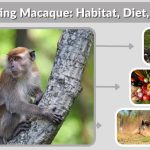Crab-Eating Macaque: Habitat, Diet, Lifespan, Facts & Unique Traits