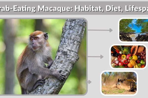 Crab-Eating Macaque: Habitat, Diet, Lifespan, Facts & Unique Traits