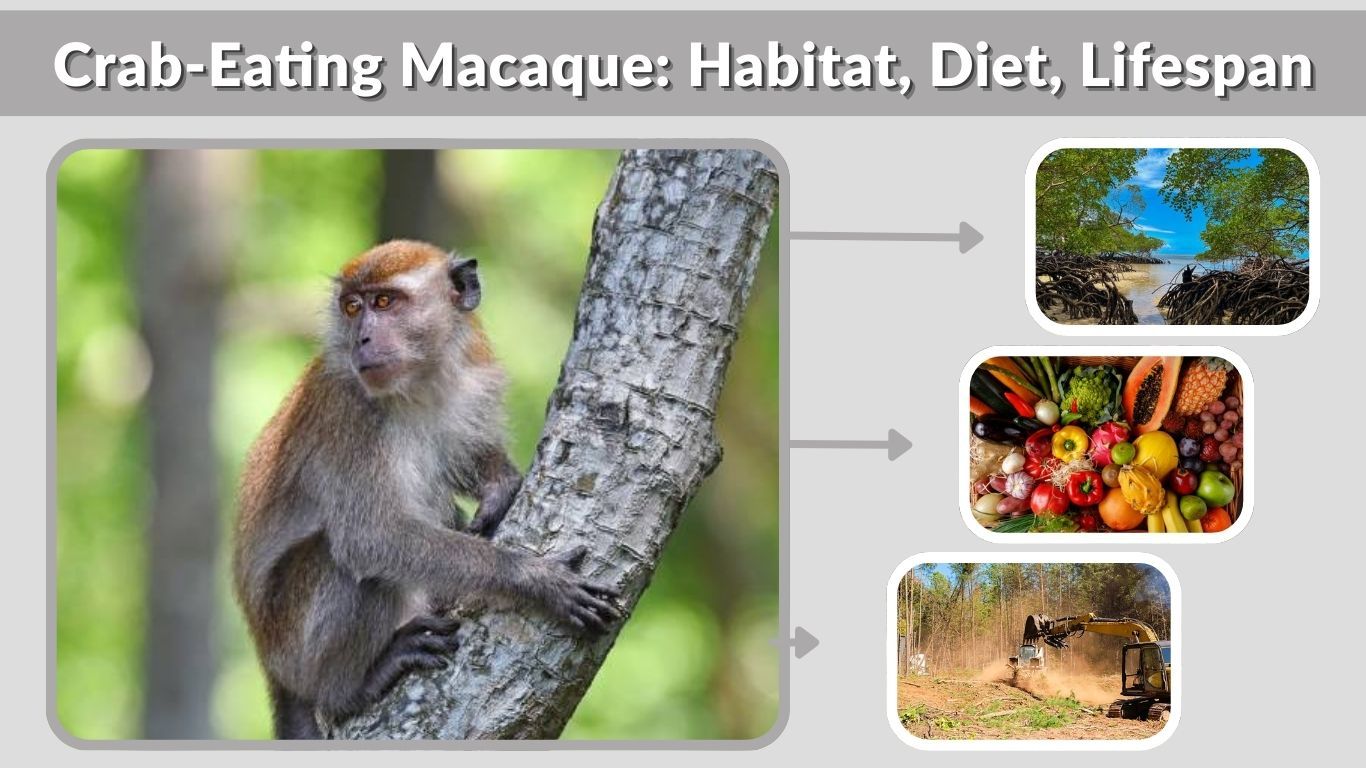 Crab-Eating Macaque: Habitat, Diet, Lifespan, Facts & Unique Traits
