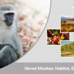 Vervet Monkey: Habitat, Diet, Facts & Unique Characteristics