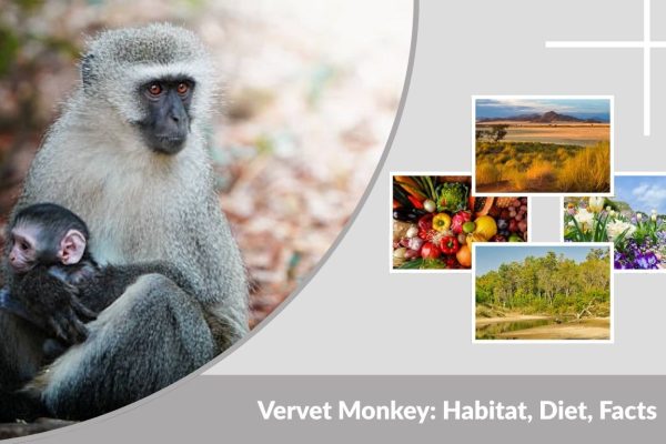 Vervet Monkey: Habitat, Diet, Facts & Unique Characteristics
