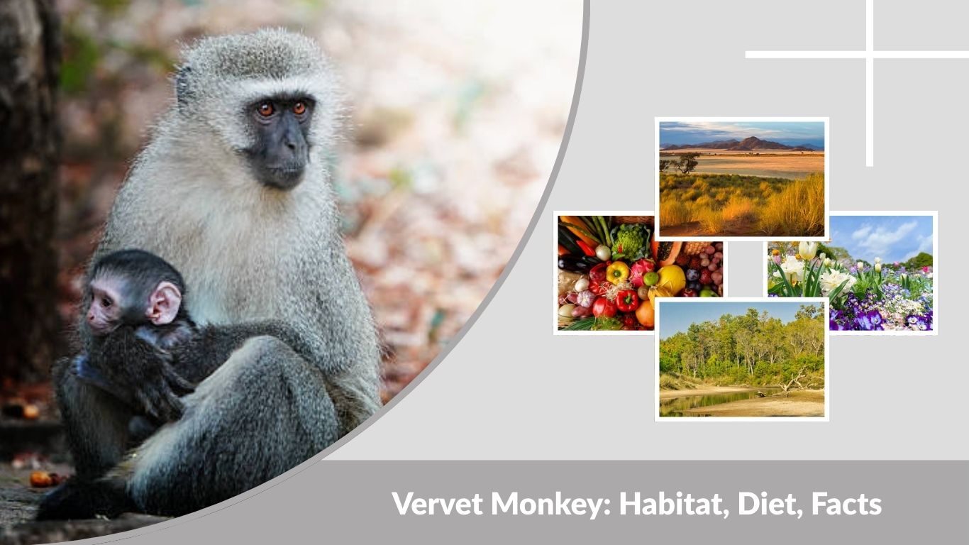 Vervet Monkey: Habitat, Diet, Facts & Unique Characteristics