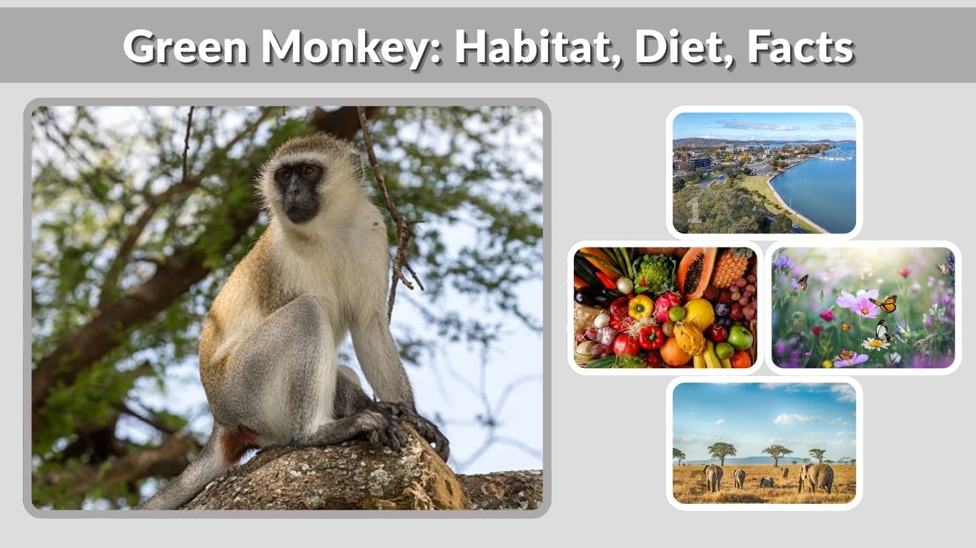 Green Monkey: Habitat, Diet, Facts & Unique Characteristics