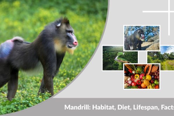Mandrill: Habitat, Diet, Lifespan, Facts & Unique Characteristics