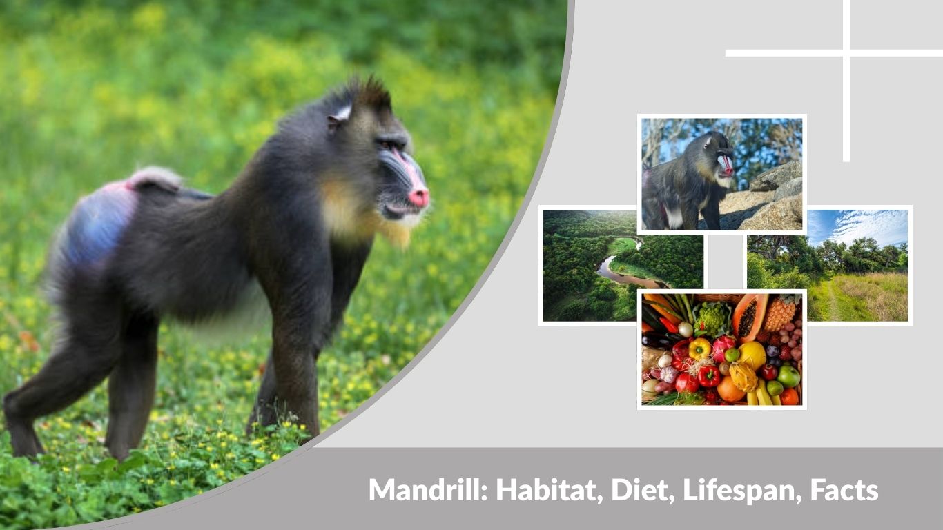 Mandrill: Habitat, Diet, Lifespan, Facts & Unique Characteristics