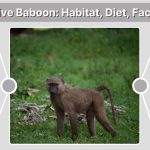 Olive Baboon: Habitat, Diet, Facts & Unique Characteristics