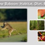 Yellow Baboon: Habitat, Diet, Facts & Unique Characteristics