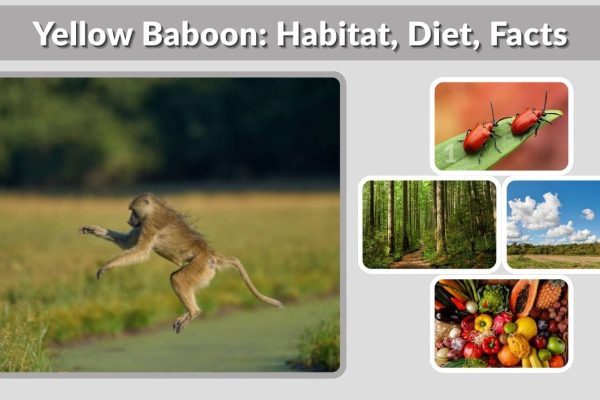 Yellow Baboon: Habitat, Diet, Facts & Unique Characteristics