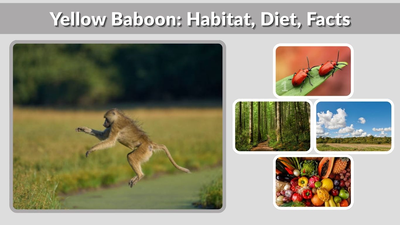 Yellow Baboon: Habitat, Diet, Facts & Unique Characteristics