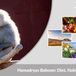 Hamadryas Baboon: Diet, Habitat, Behavior & Fascinating Facts