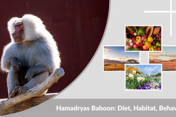 Hamadryas Baboon: Diet, Habitat, Behavior & Fascinating Facts