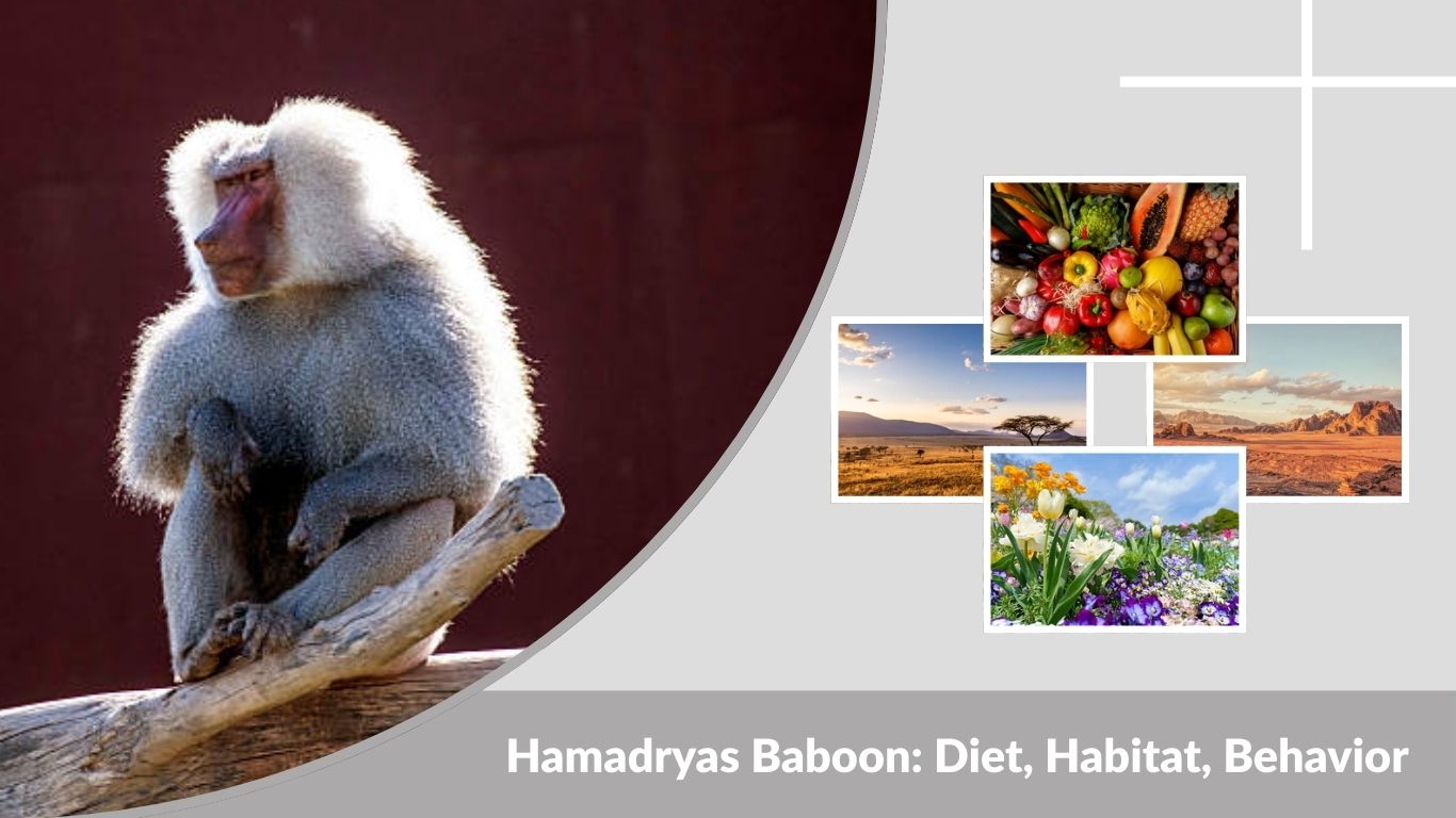 Hamadryas Baboon: Diet, Habitat, Behavior & Fascinating Facts