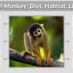 Squirrel Monkey: Diet, Habitat, Lifespan & Interesting Facts