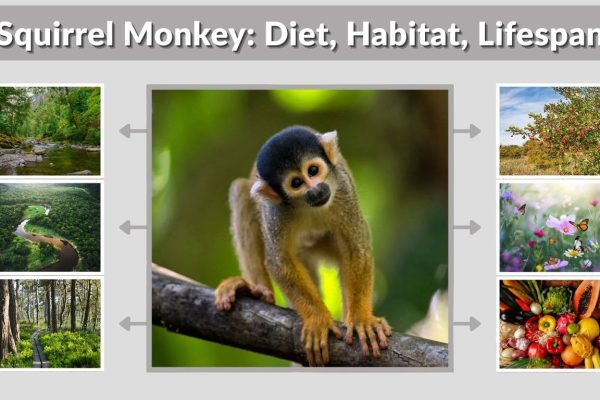 Squirrel Monkey: Diet, Habitat, Lifespan & Interesting Facts