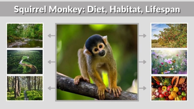 Squirrel Monkey: Diet, Habitat, Lifespan & Interesting Facts