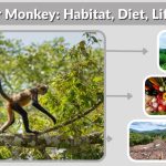 Spider Monkey: Habitat, Diet, Lifespan, Life Cycle and Facts