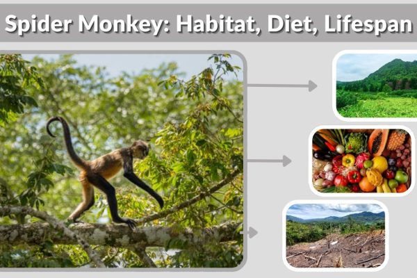 Spider Monkey: Habitat, Diet, Lifespan, Life Cycle and Facts
