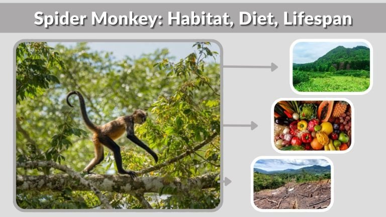 Spider Monkey: Habitat, Diet, Lifespan, Life Cycle and Facts