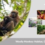 Woolly Monkey: Habitat, Diet, Baby, and Interesting Facts