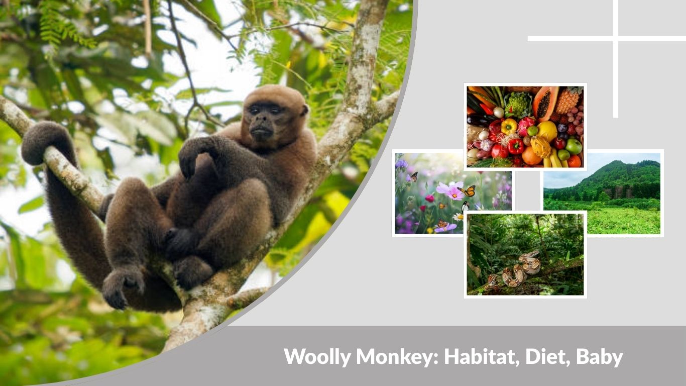 Woolly Monkey: Habitat, Diet, Baby, and Interesting Facts