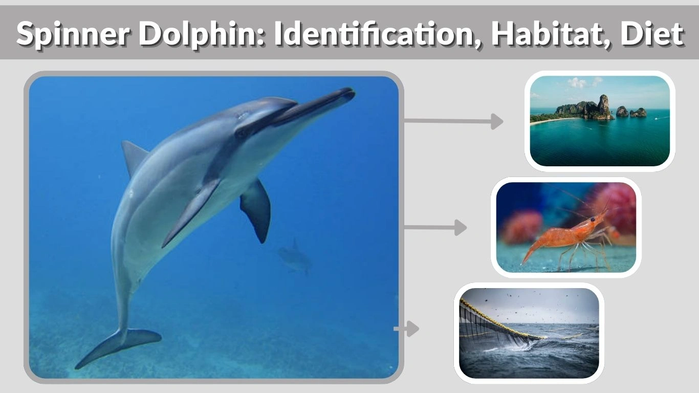 Spinner Dolphin: Identification, Habitat, Diet & Life Cycle
